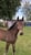 Horse ad