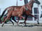 Horse ad