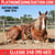 Horse ad