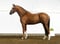 Horse ad