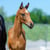 Annuncio cavallo