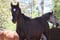 Horse ad