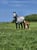 Annuncio cavallo