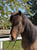 Horse ad