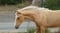 Horse ad