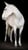 Annonce cheval