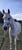 Horse ad