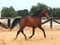 Annuncio cavallo