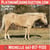 Horse ad