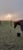 Horse ad