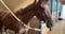 Annuncio cavallo