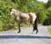 Annuncio cavallo