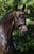 Annuncio cavallo