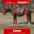 Horse ad