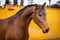 Horse ad