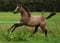 Annuncio cavallo