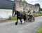 Horse ad