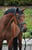 Annuncio cavallo