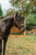 Anuncio de caballos