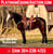 Horse ad