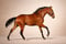 Annuncio cavallo