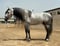 Horse ad