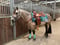 Anuncio de caballos