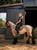 Annuncio cavallo