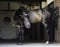 Horse ad