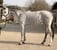 Horse ad