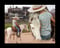 Horse ad