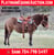 Horse ad