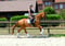 Annuncio cavallo