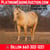 Paardadvertentie