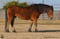 Annuncio cavallo