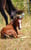 Anuncio de caballos