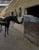 Horse ad