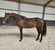 Annuncio cavallo