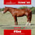 Annuncio cavallo