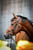 Annonce cheval