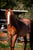 Horse ad