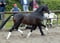 Annonce cheval