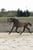 Annuncio cavallo