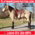 Horse ad