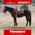 Horse ad