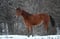 Horse ad