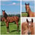Horse ad
