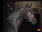 Horse ad