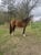 Horse ad