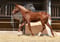 Annuncio cavallo